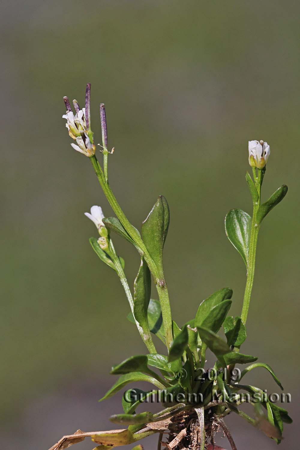 Cardamine alpina