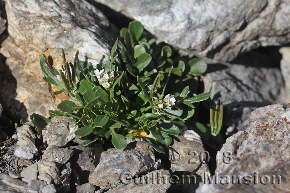 Cardamine resedifolia