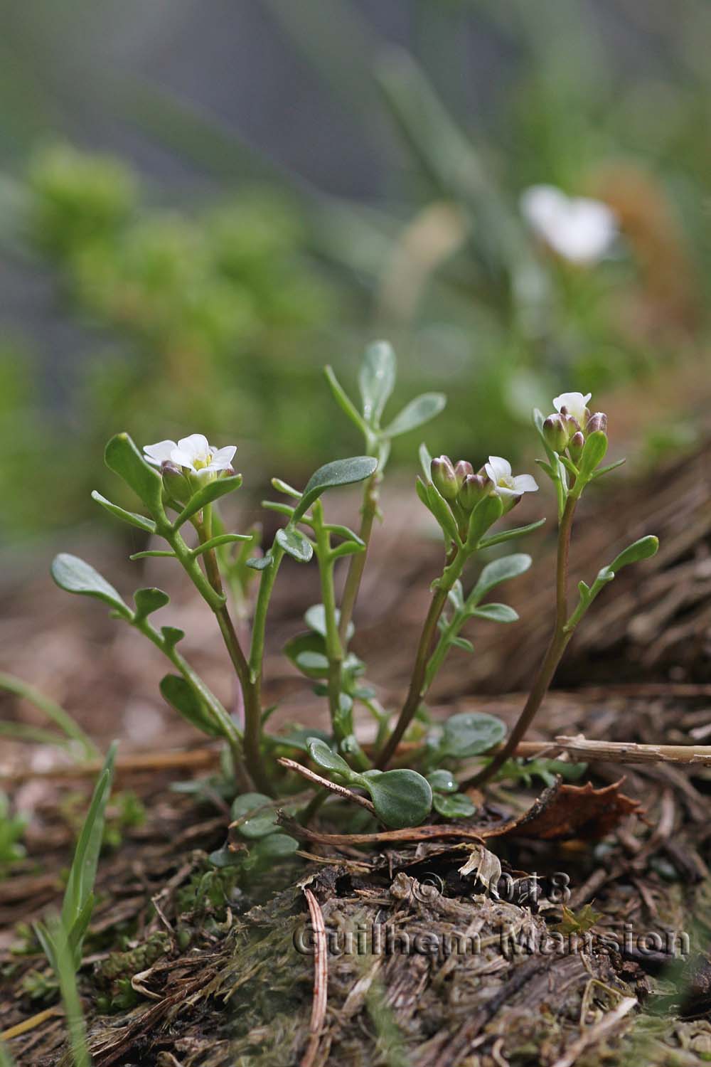 Cardamine resedifolia