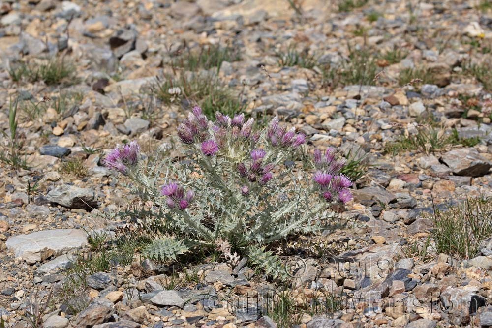 Carduus carlinoides