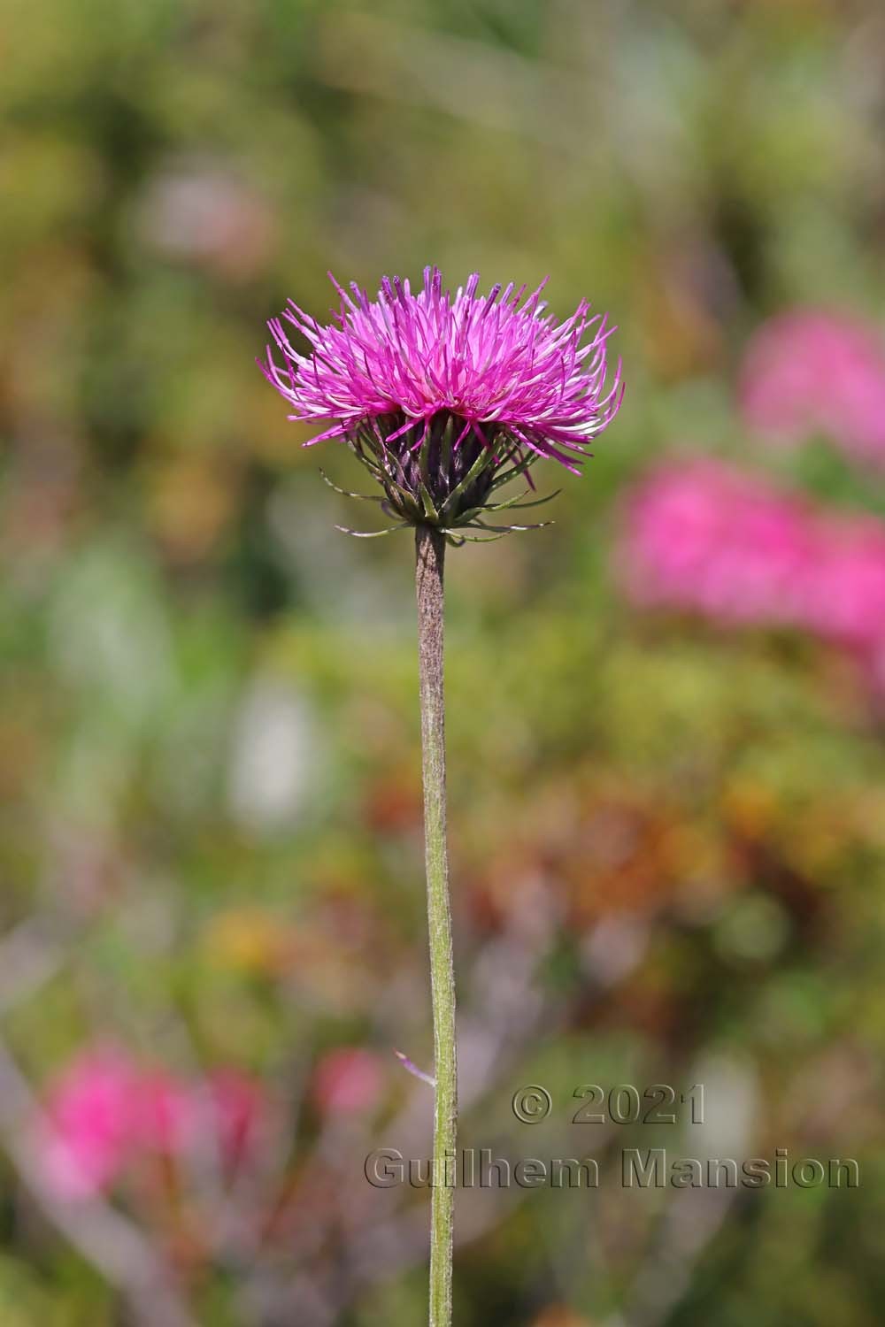 Carduus defloratus