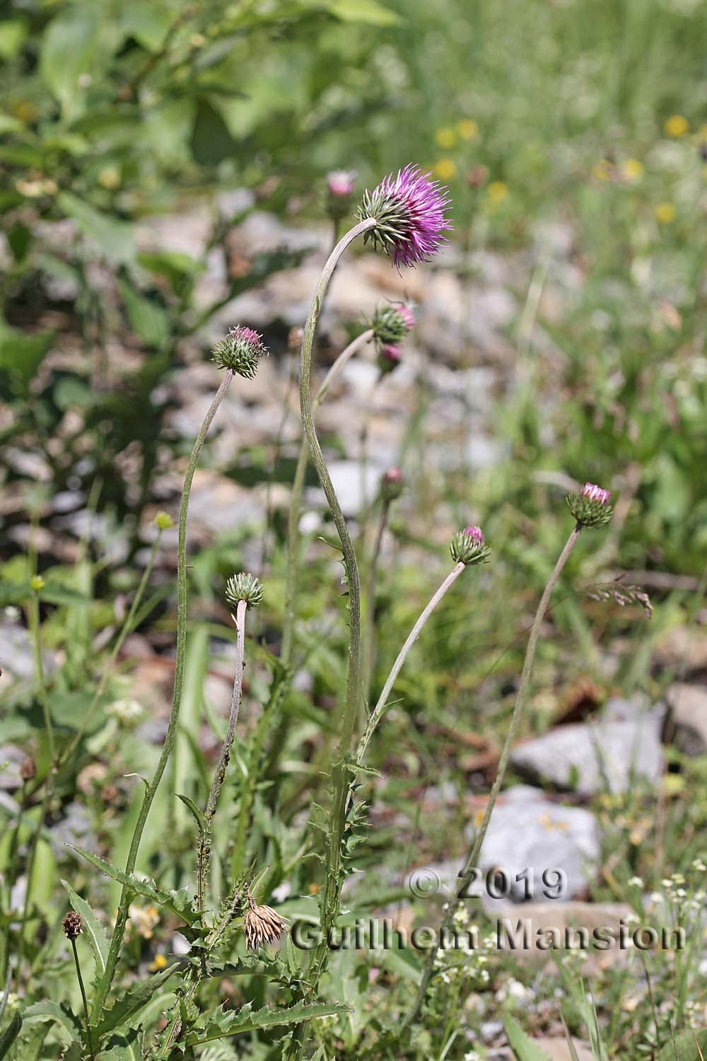 Carduus defloratus