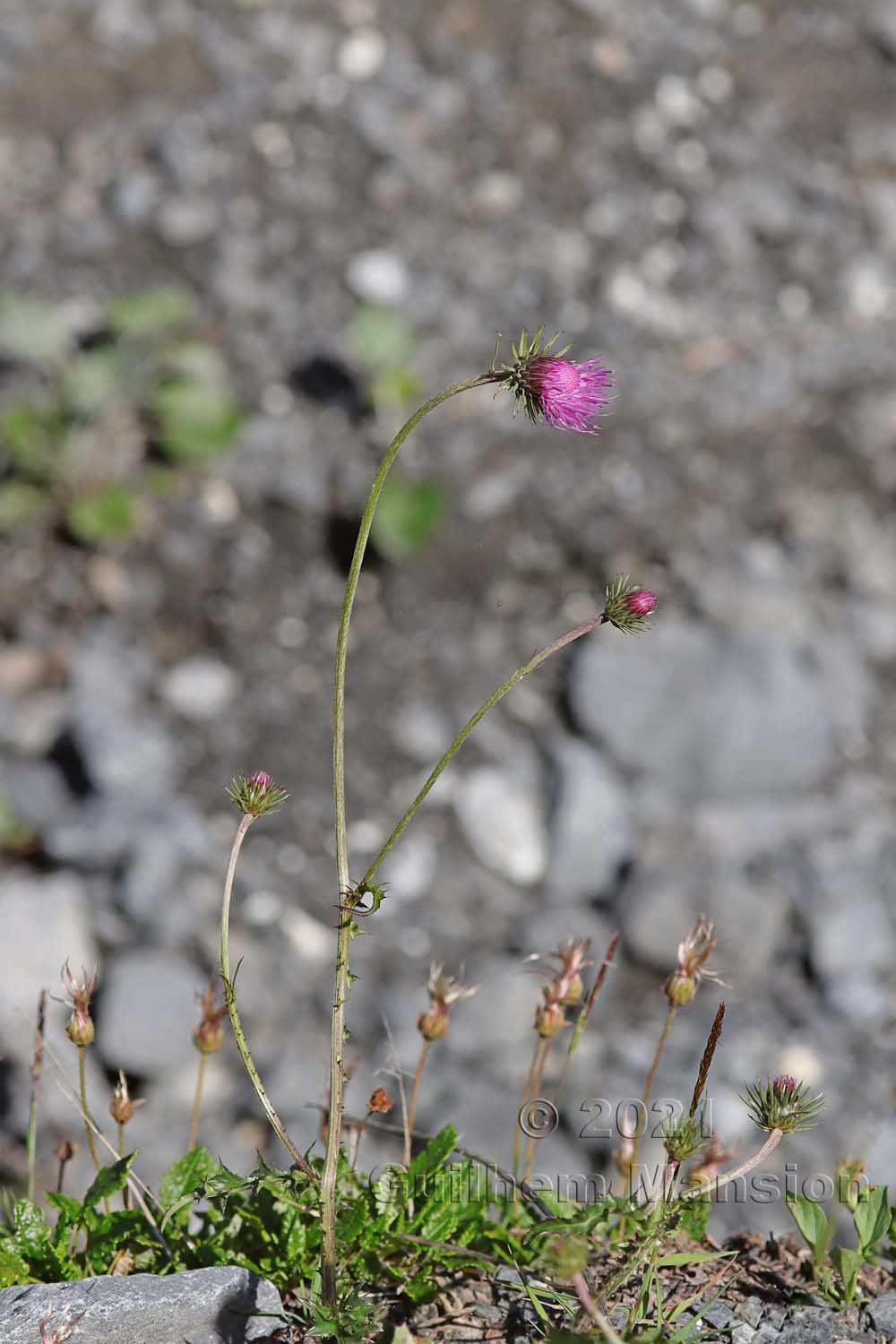 Carduus defloratus