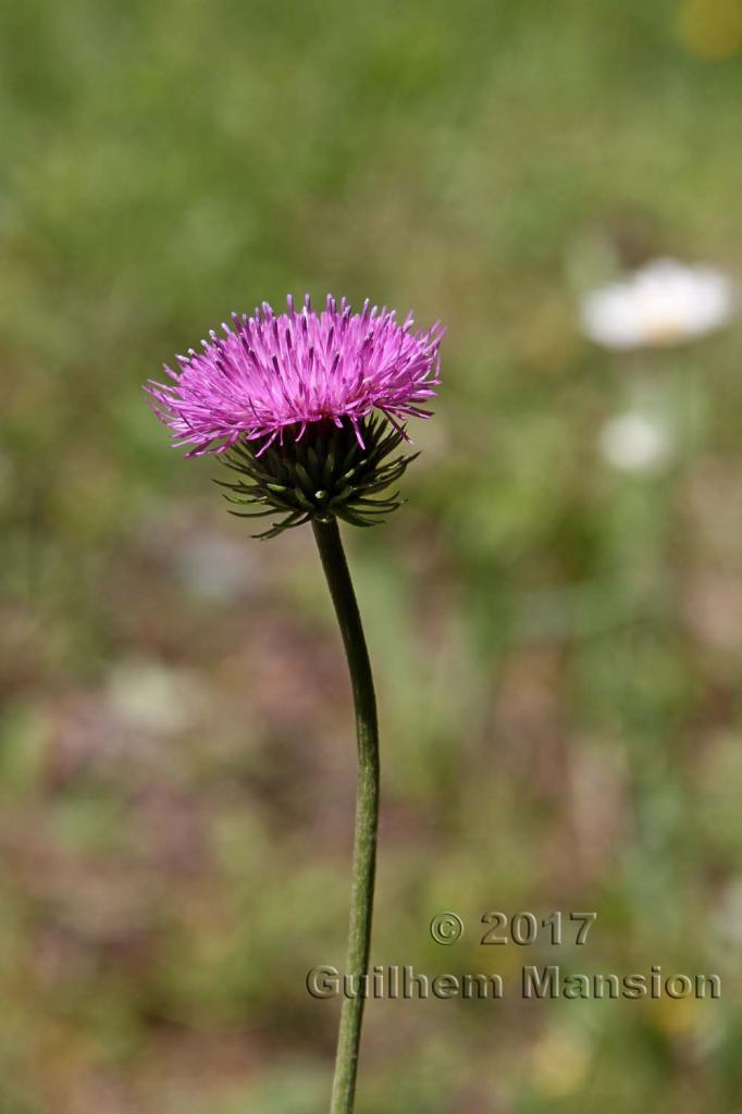 Carduus defloratus