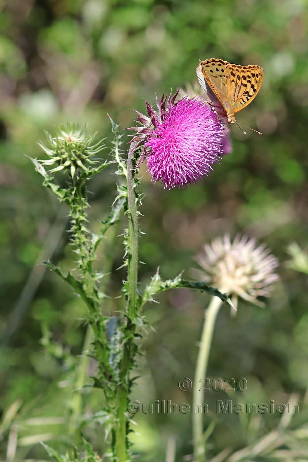 Carduus nutans