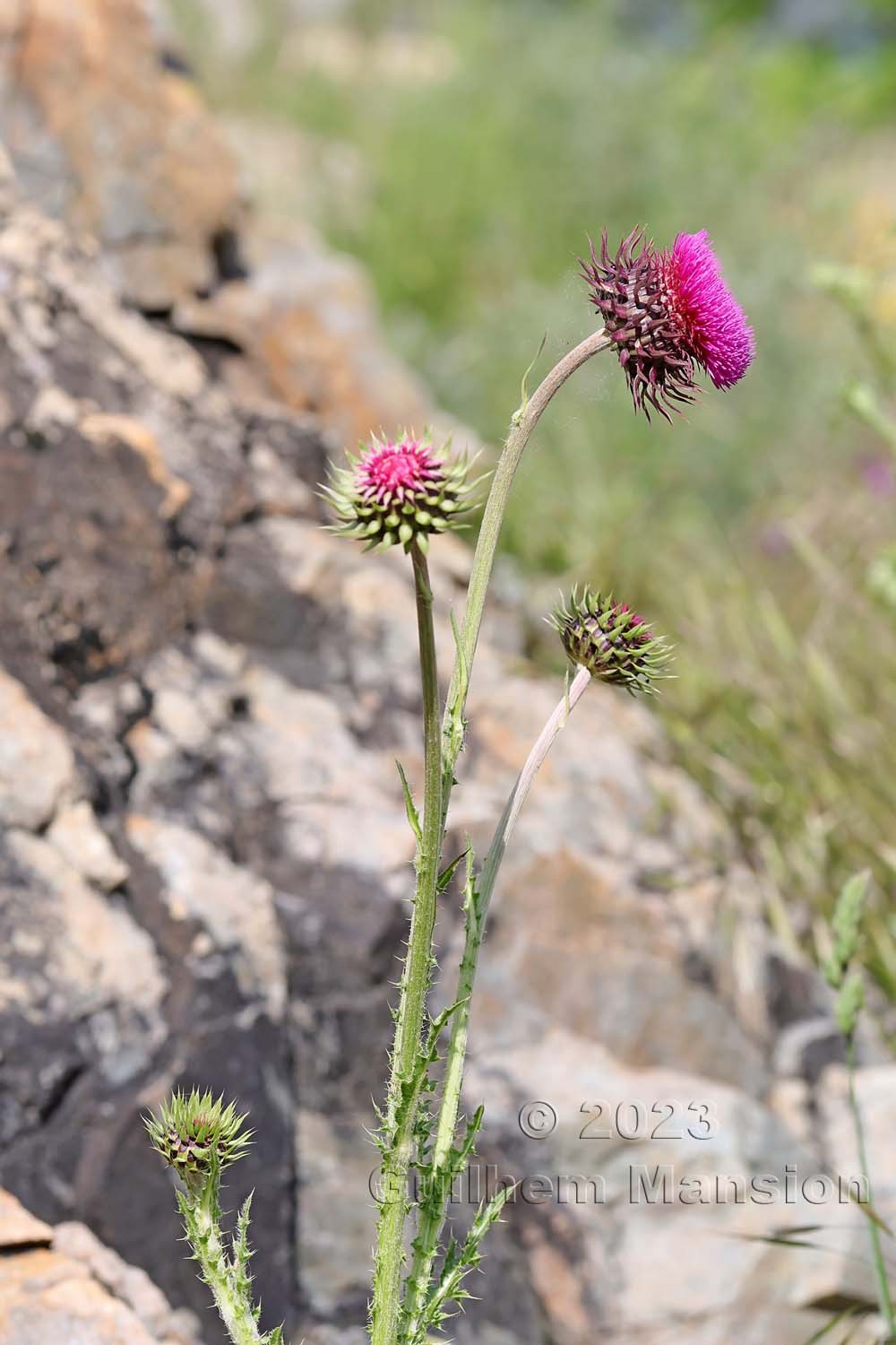 Carduus nutans