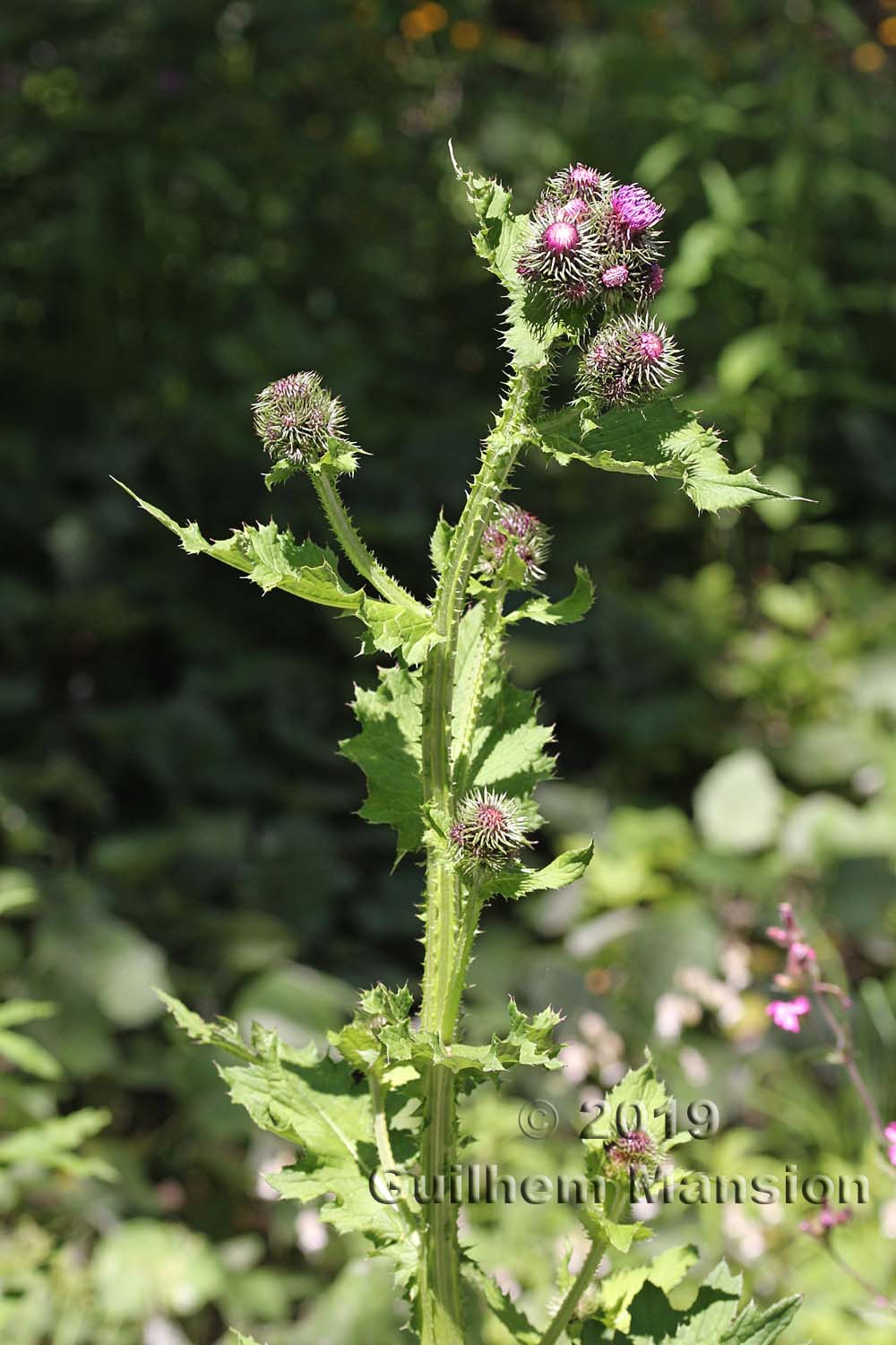 Carduus personata