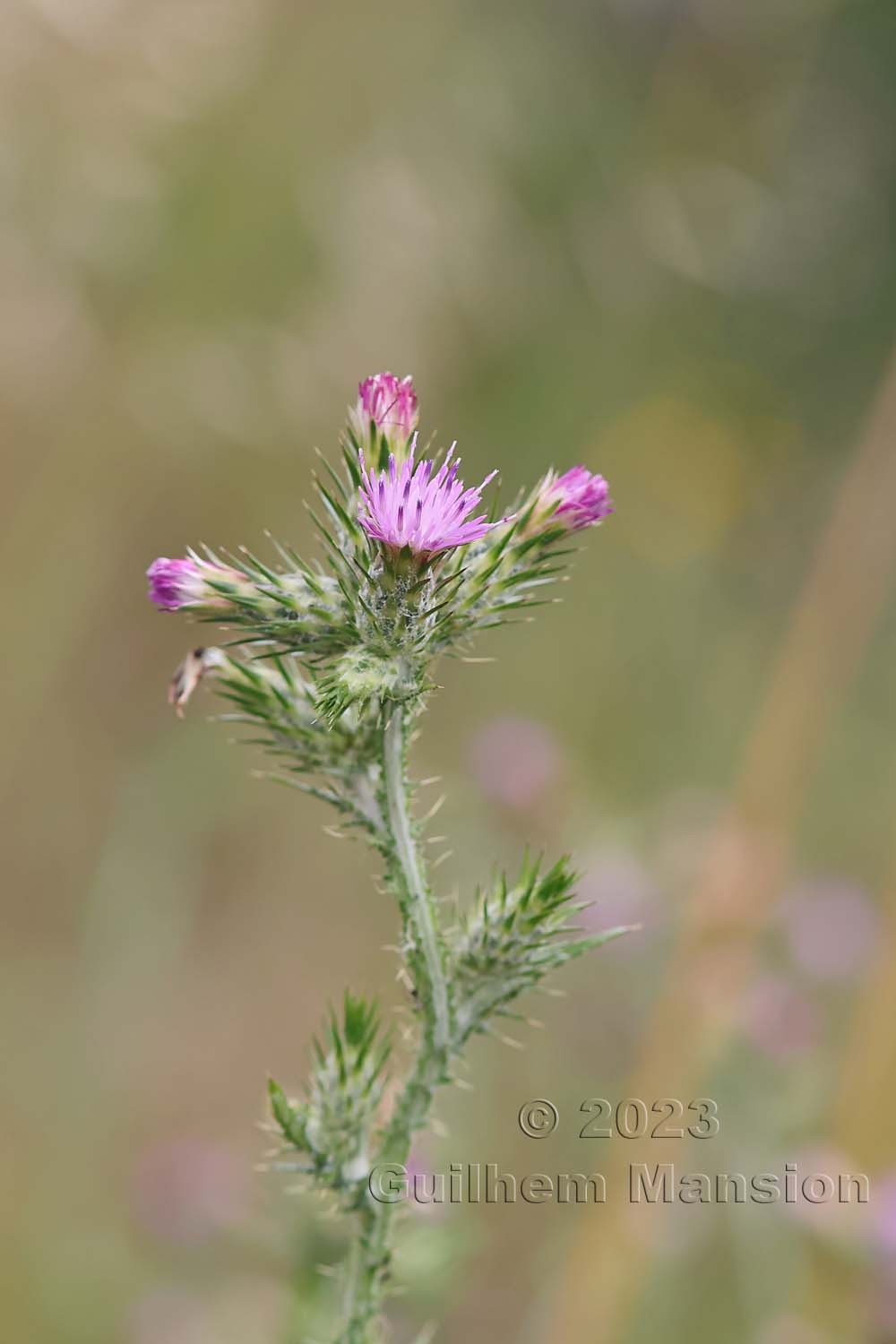 Carduus pycnocephalus