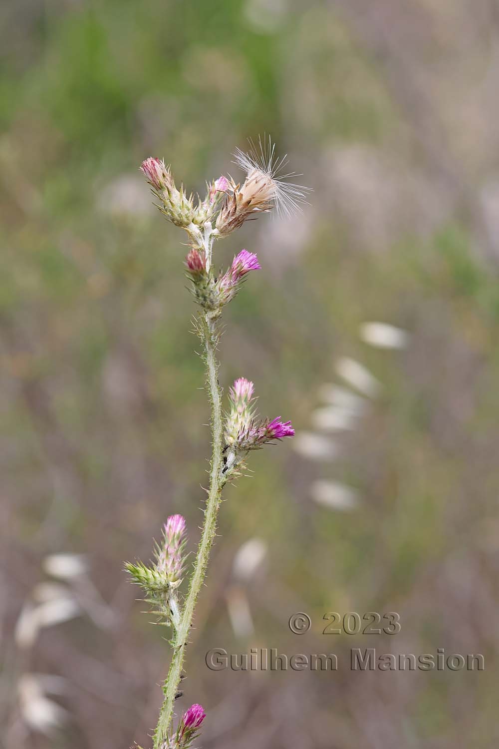 Carduus pycnocephalus