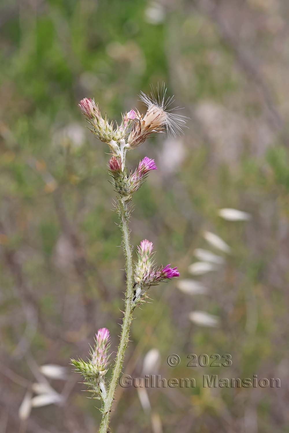 Carduus pycnocephalus