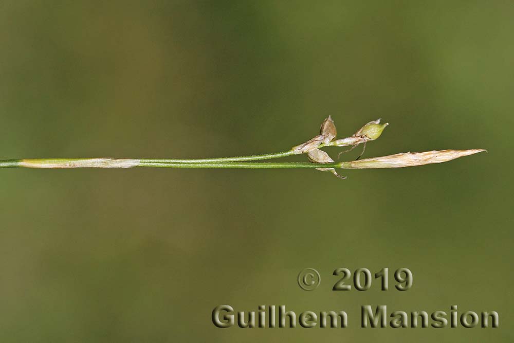 Carex alba