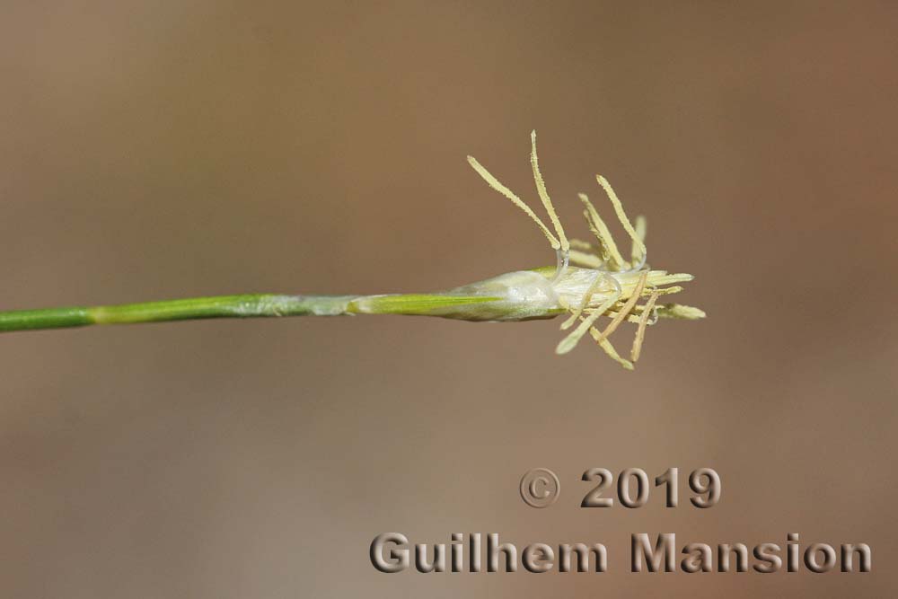 Carex alba