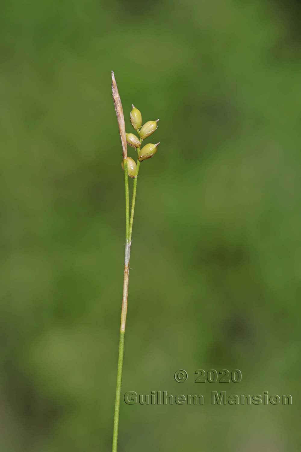 Carex alba