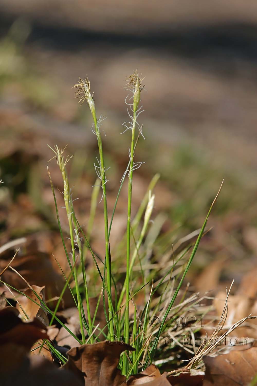 Carex alba