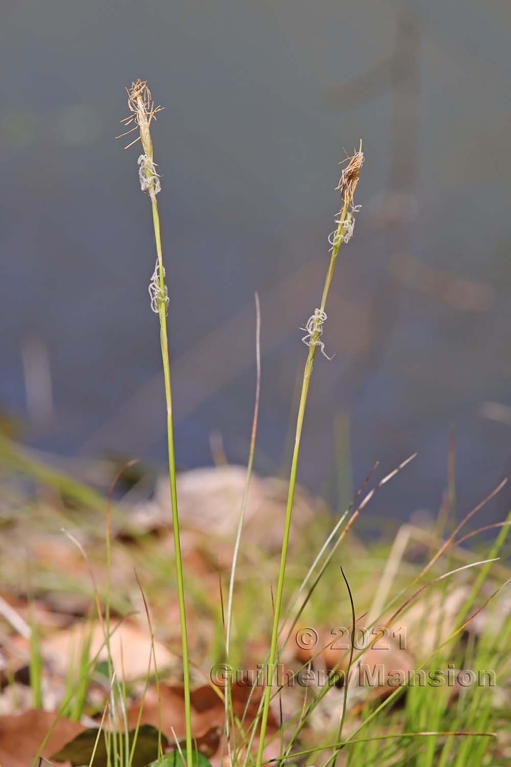 Carex alba