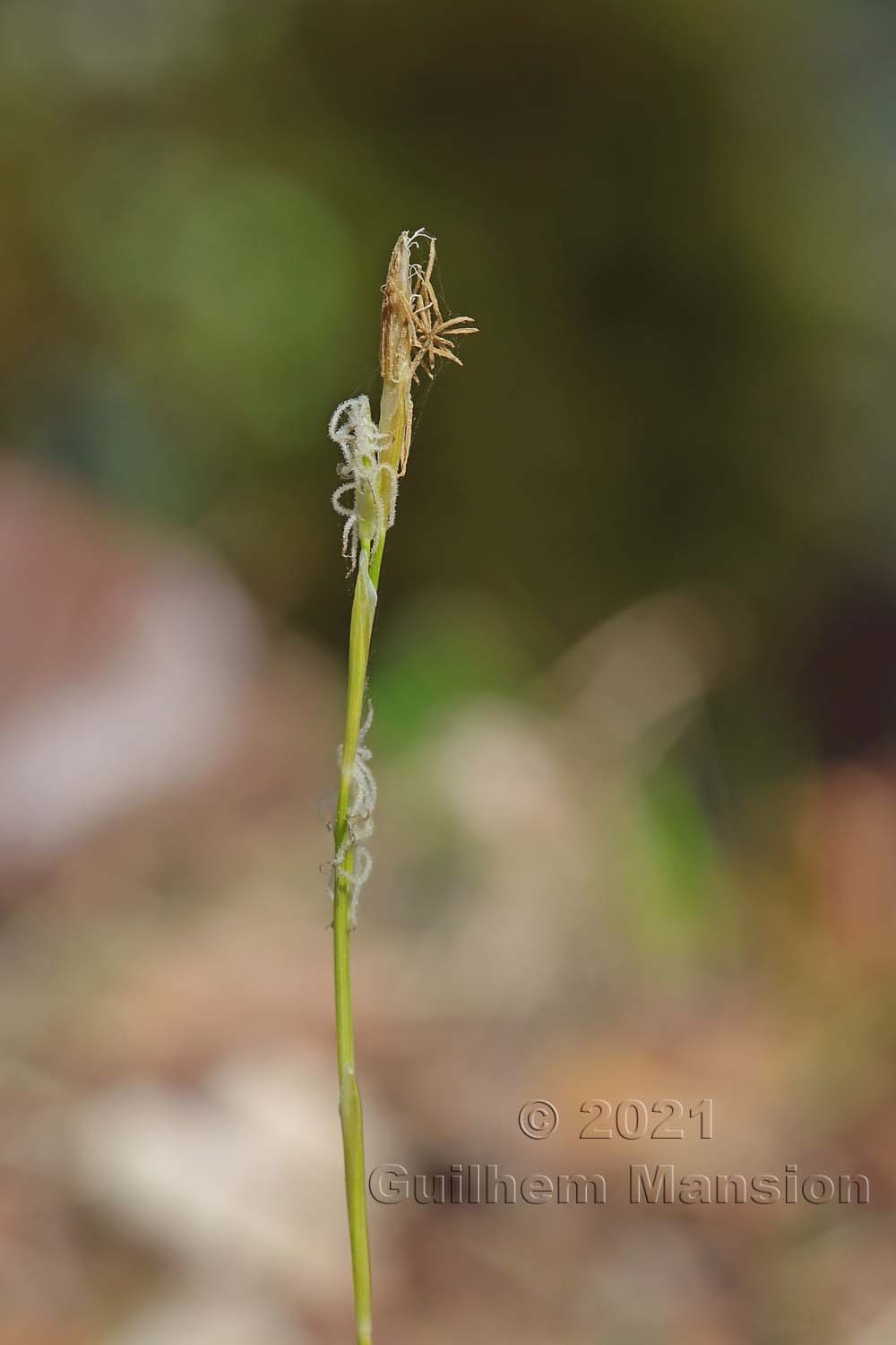 Carex alba