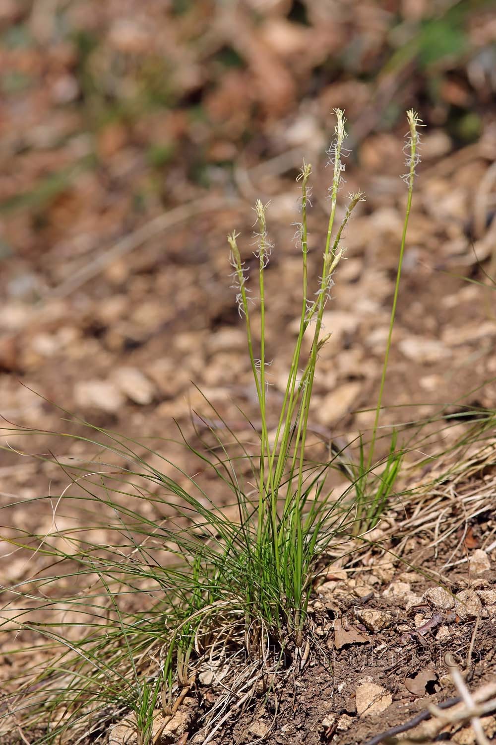 Carex alba