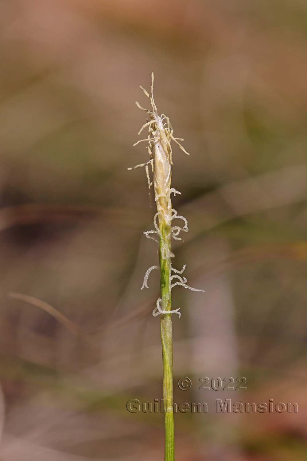 Carex alba