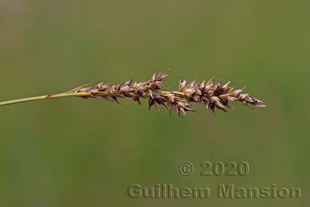 Carex appropinquata