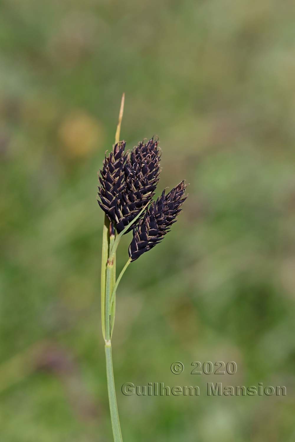 Carex atrata