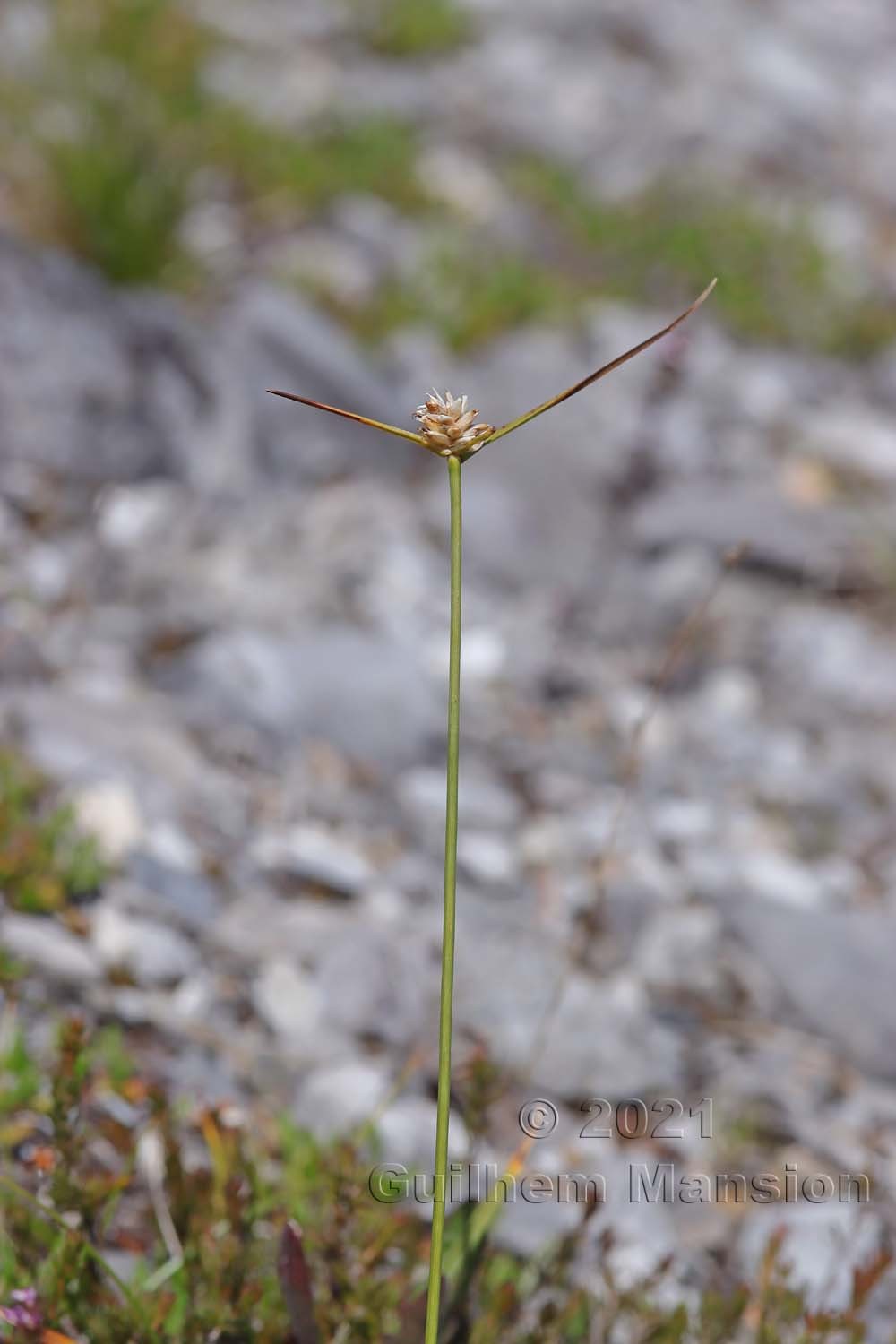 Carex baldensis