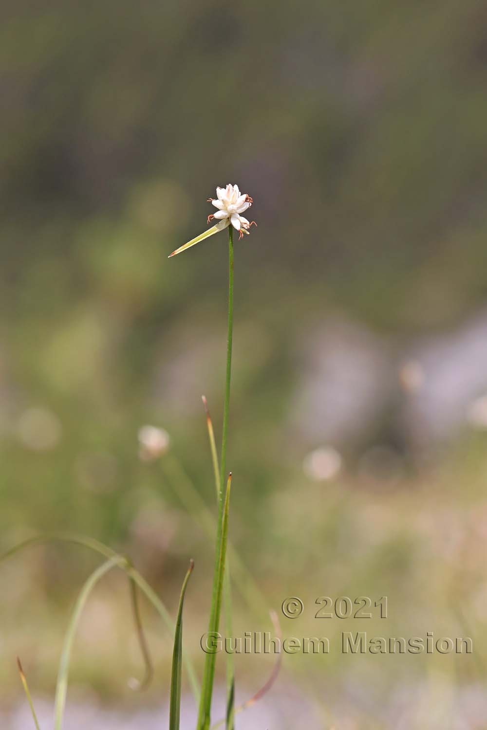 Carex baldensis