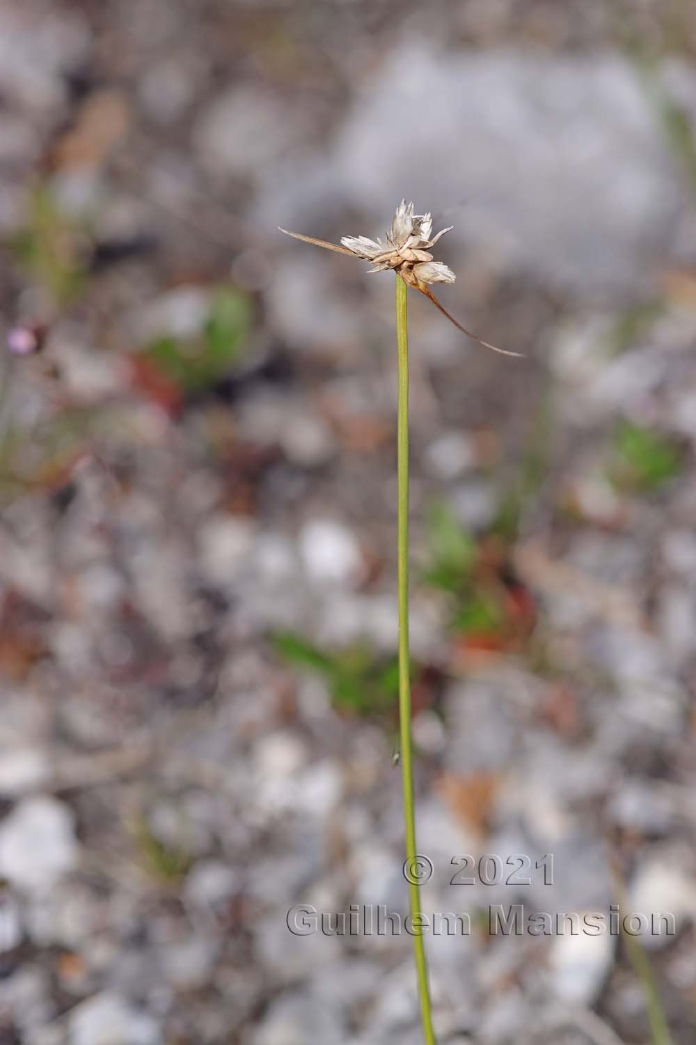 Carex baldensis