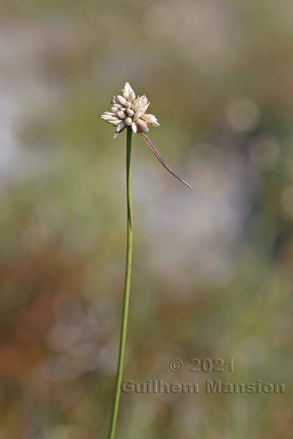 Carex baldensis