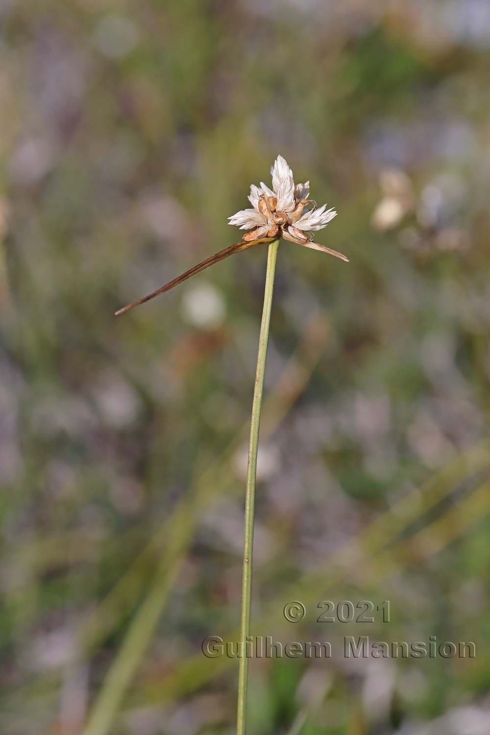 Carex baldensis