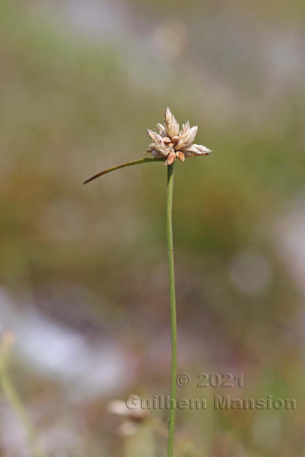 Carex baldensis