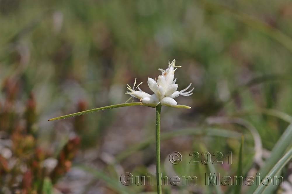 Carex baldensis