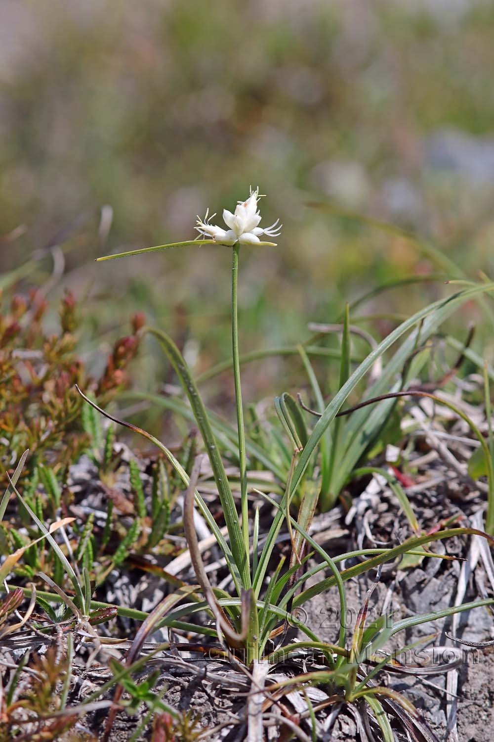 Carex baldensis