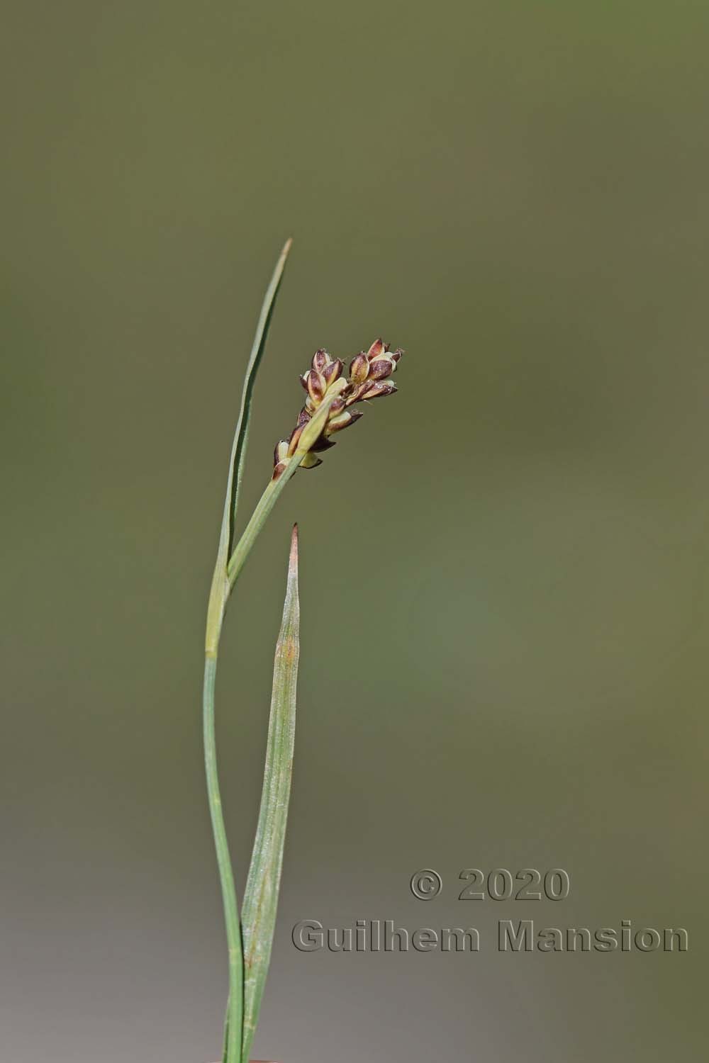 Carex bicolor