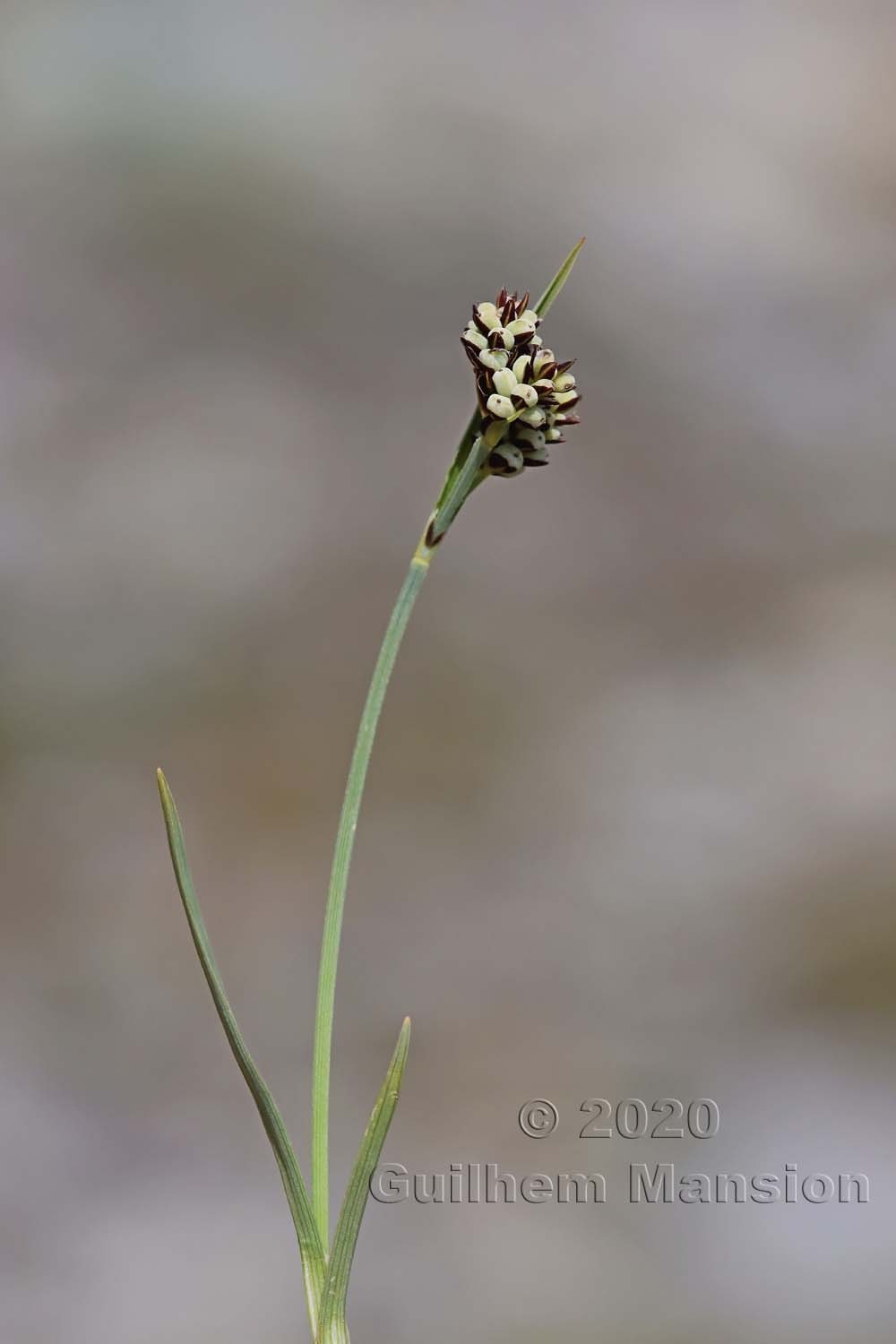 Carex bicolor