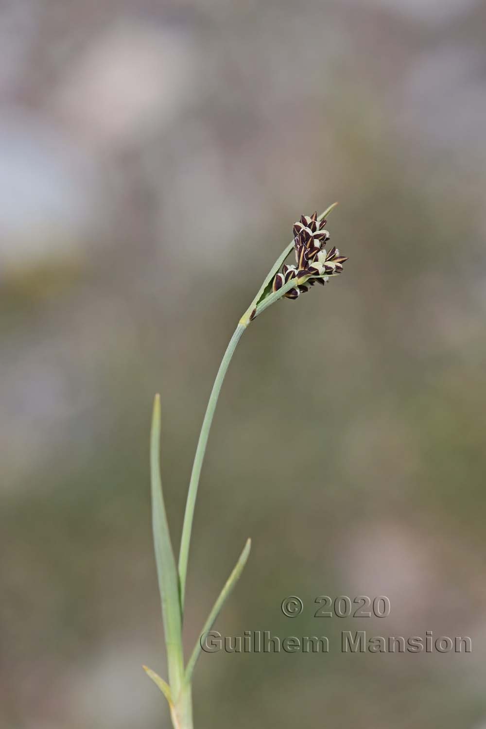 Carex bicolor