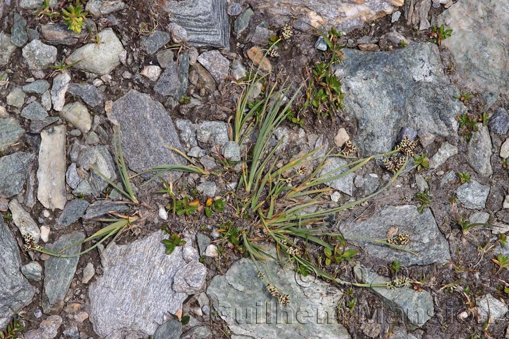 Carex bicolor