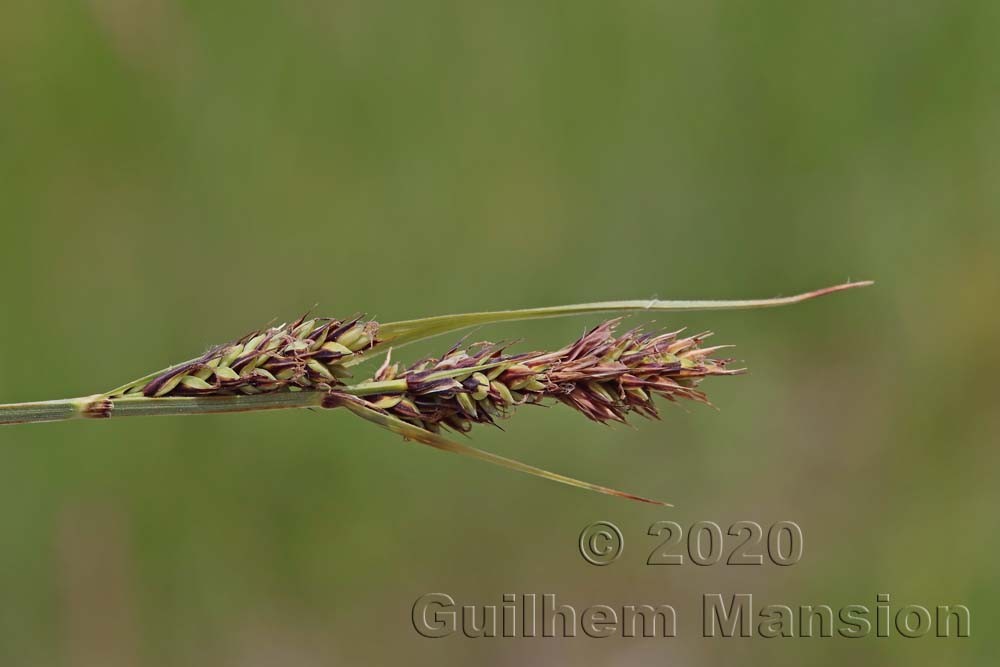 Carex buxbaumii