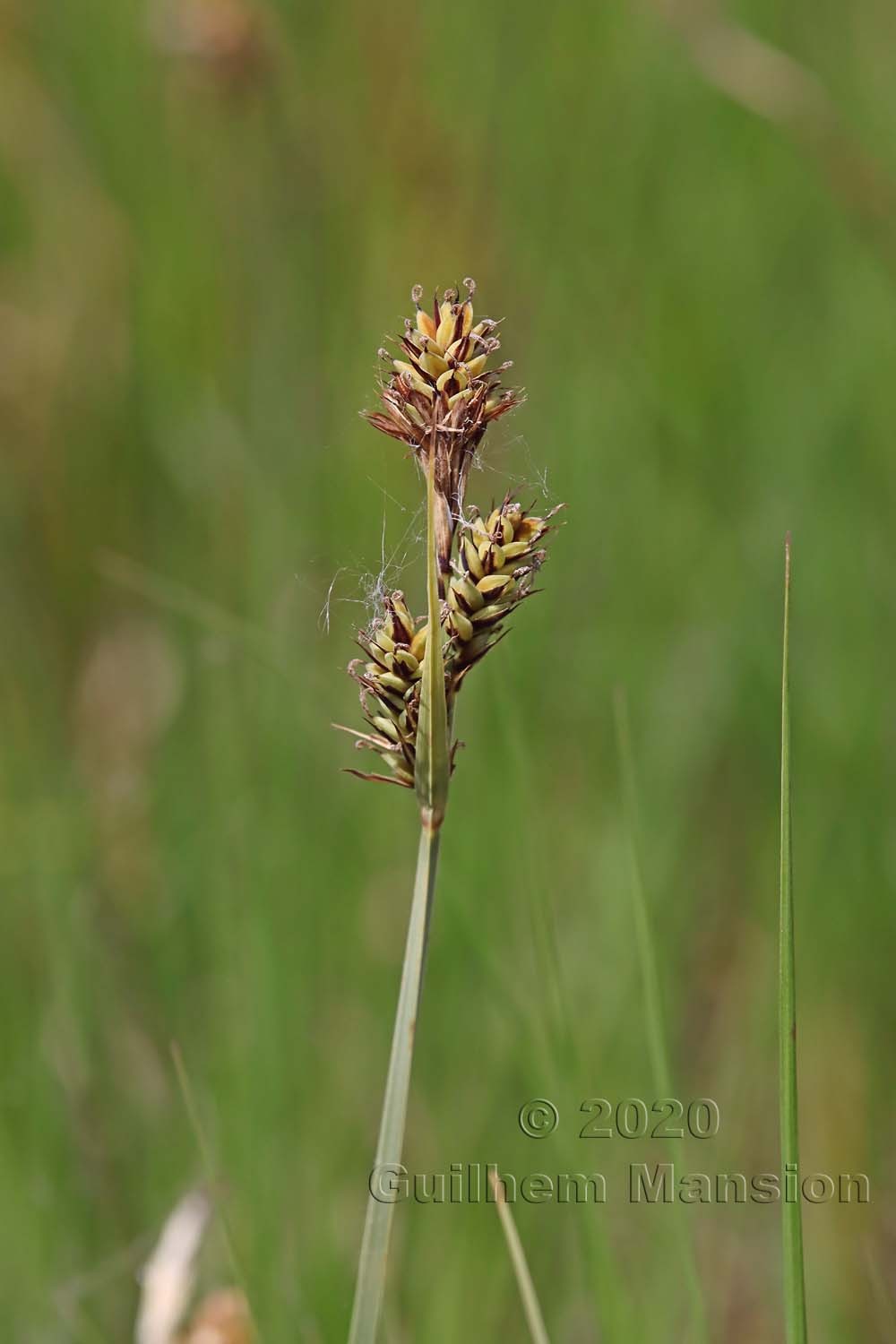 Carex buxbaumii