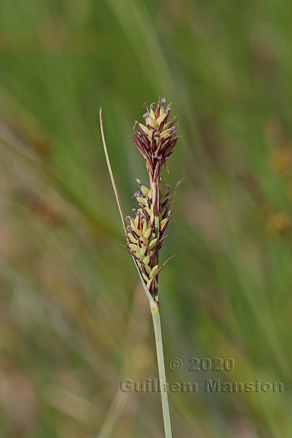 Carex buxbaumii