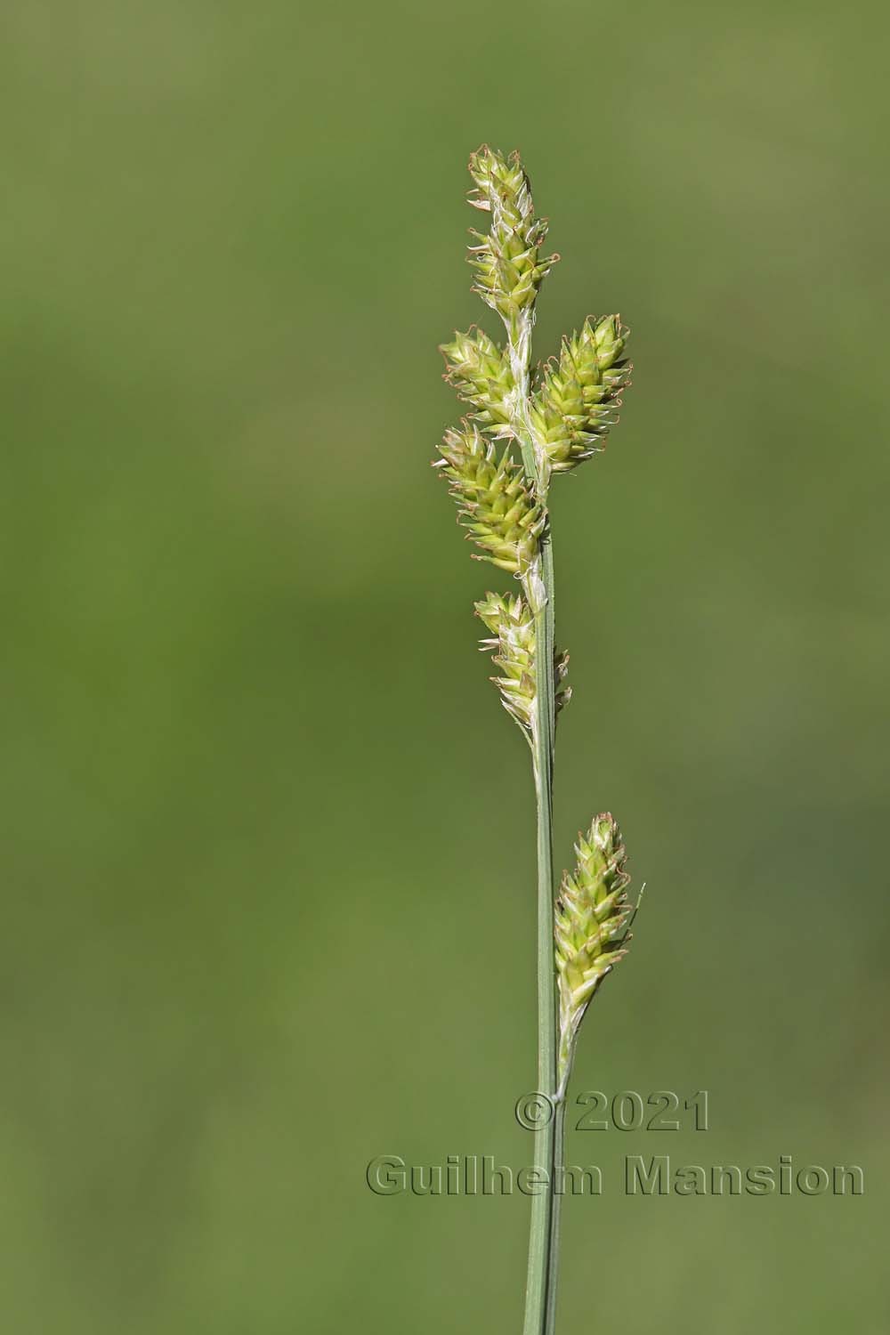 Carex canescens