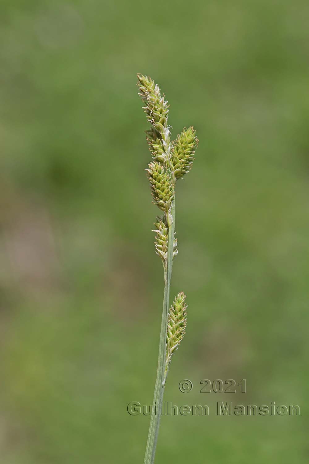 Carex canescens