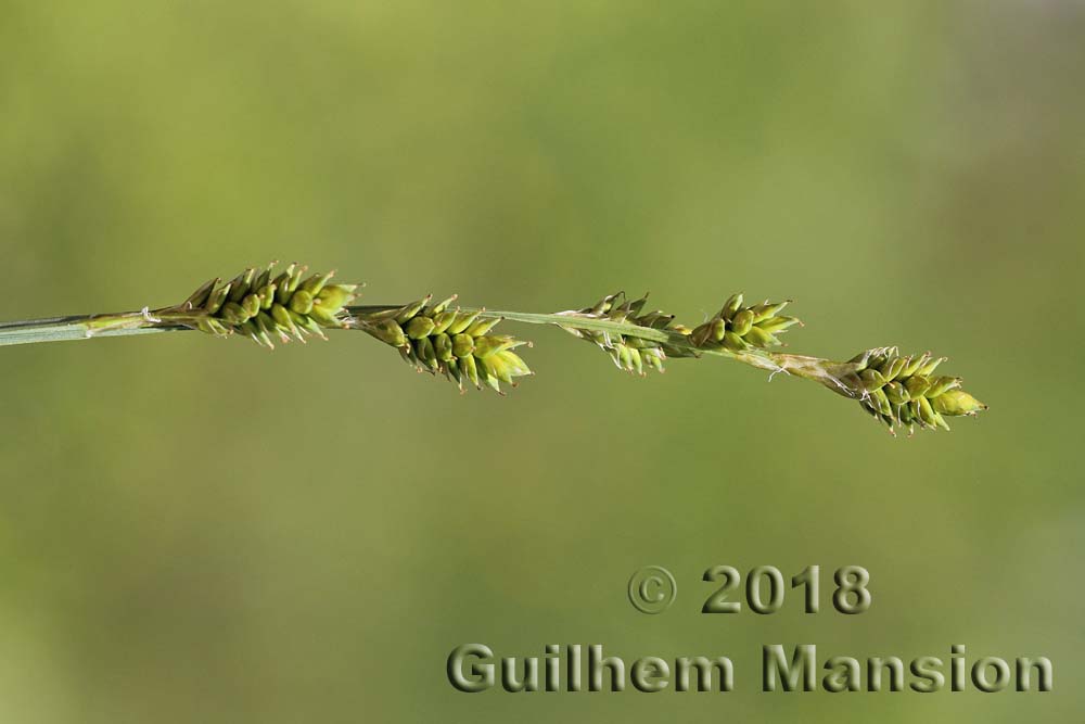 Carex canescens