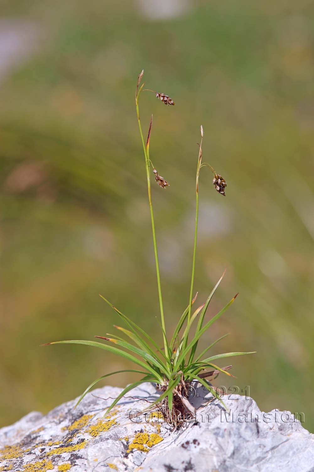 Carex capillaris