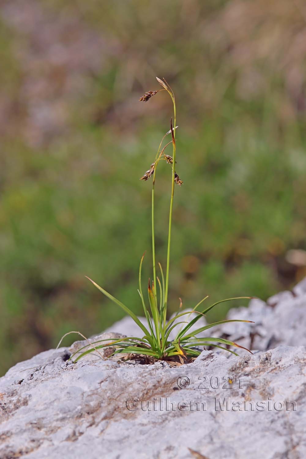 Carex capillaris