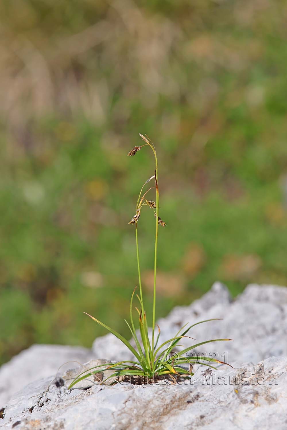 Carex capillaris