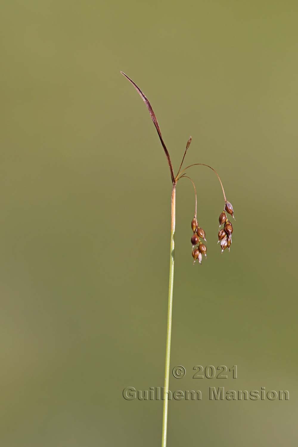 Carex capillaris