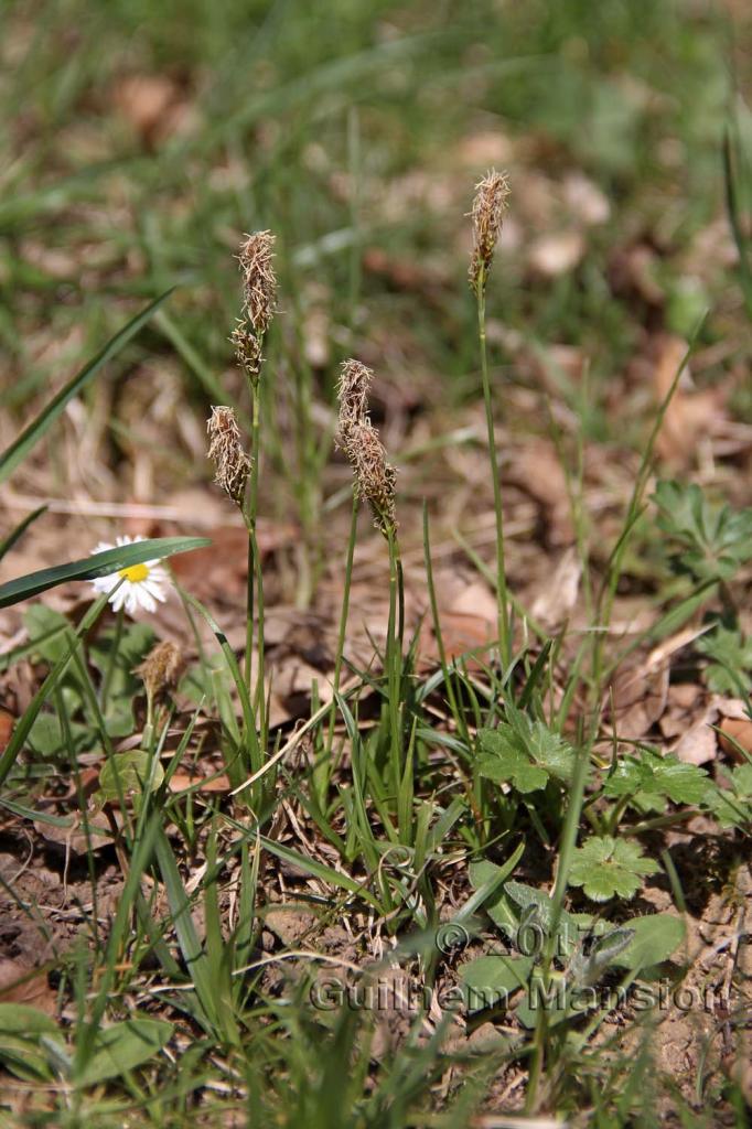 Carex caryophyllea