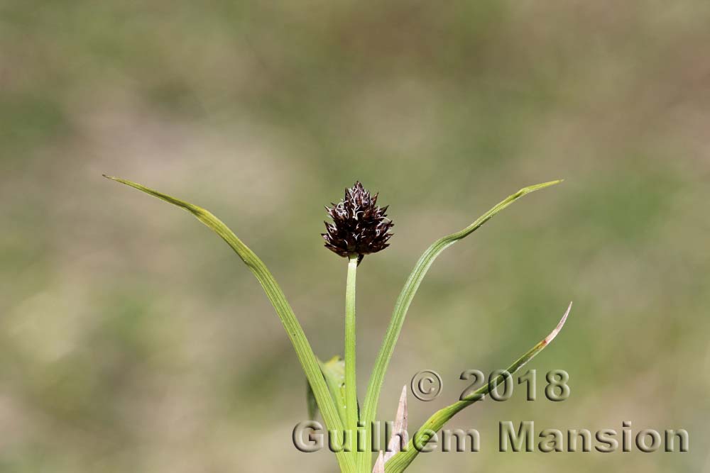 Famille - Cyperaceae