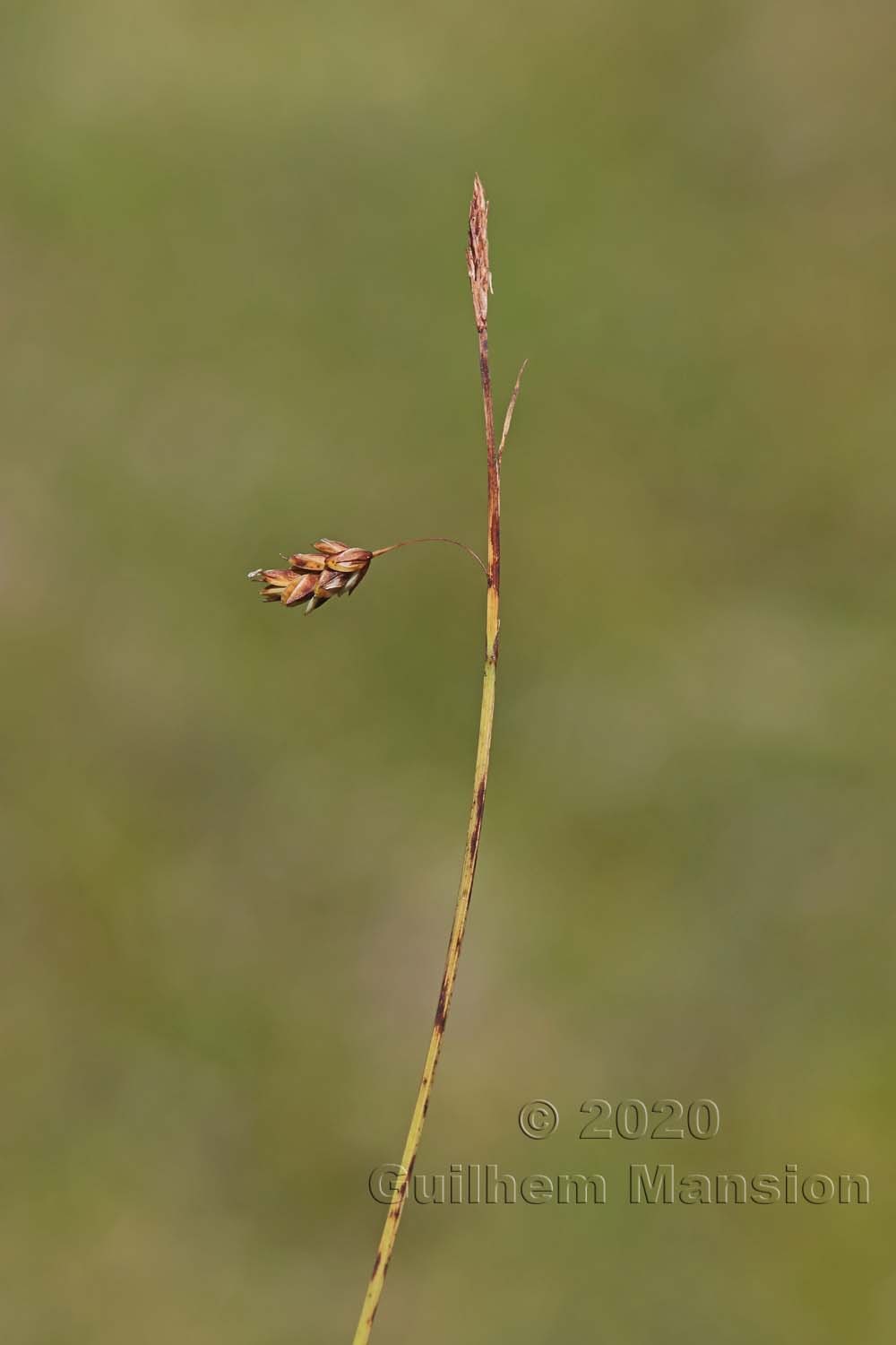 Carex limosa