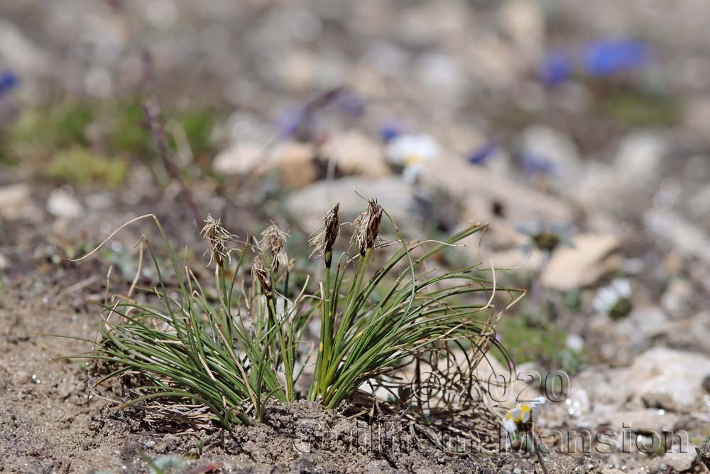 Carex curvula